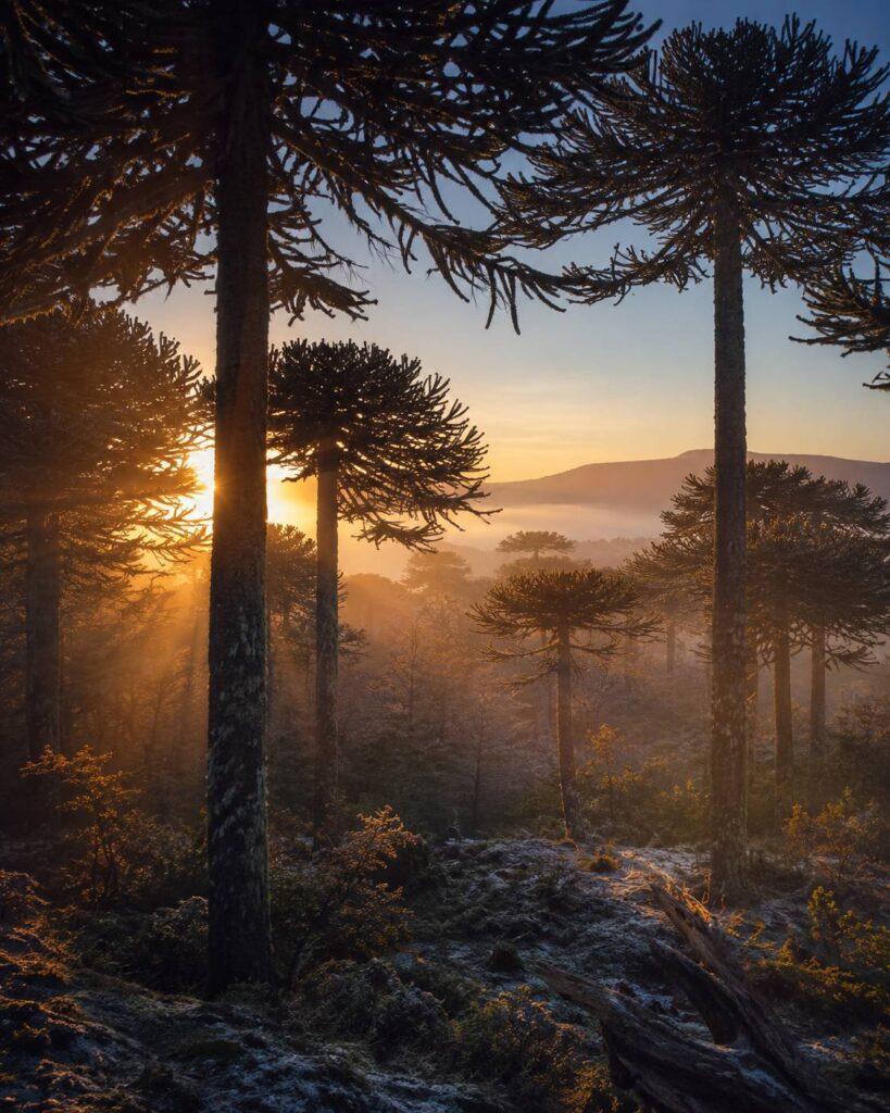 Amanecer dorado en un bosque de araucarias, símbolo de los ciclos de la vida, el We Tripantu, el solsticio de invierno y el regreso de la luz.