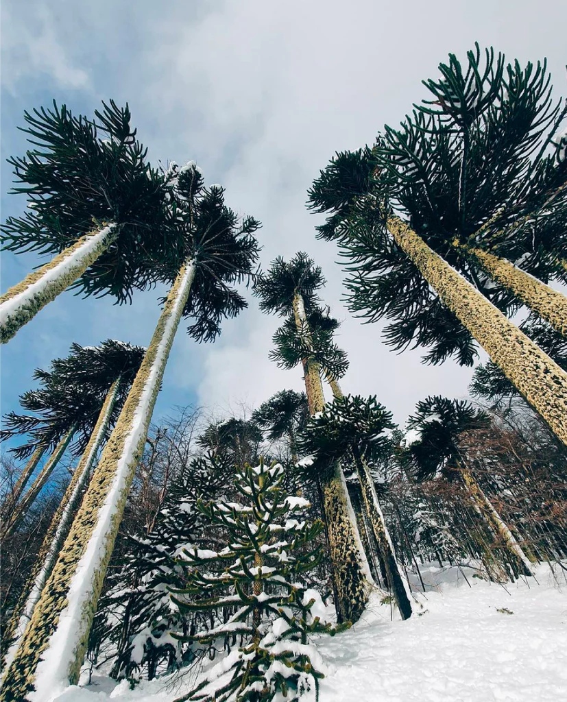 Bosque de araucarias en el sur de Chile