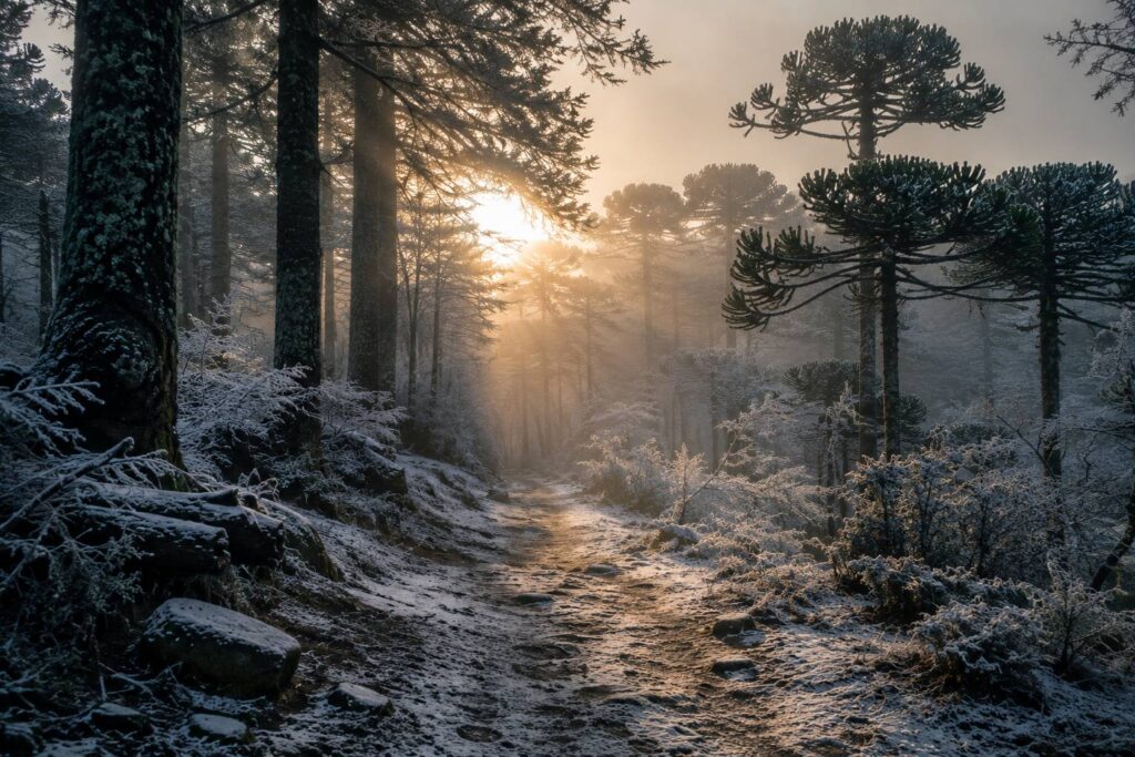 Sendero invernal entre árboles y niebla como símbolo de los ciclos de la vida, la pausa interior y la transformación personal.